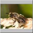 Macropis fulvipes - Schenkelbiene m01 9mm.jpg